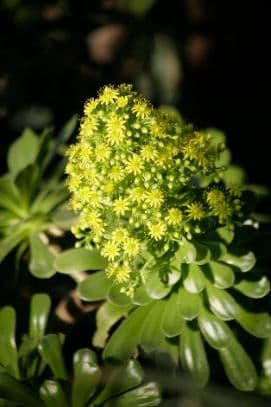 Golden-Yellow Houseleek Tree