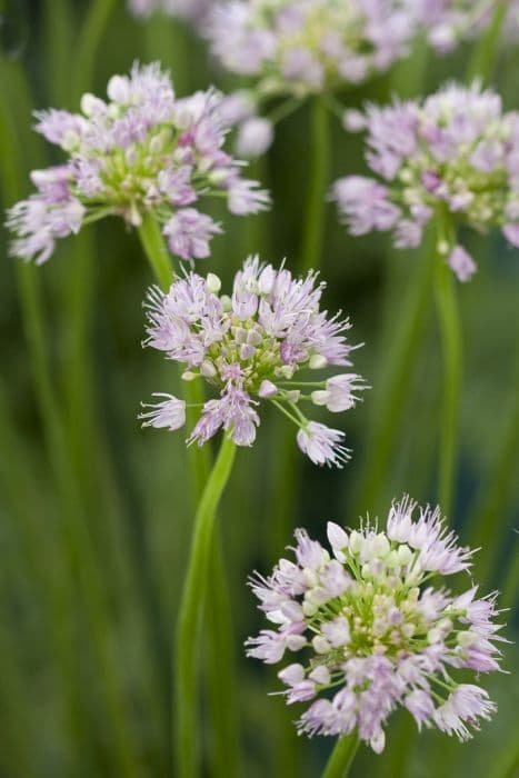 ageing allium