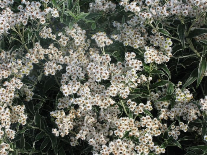 pearly everlasting