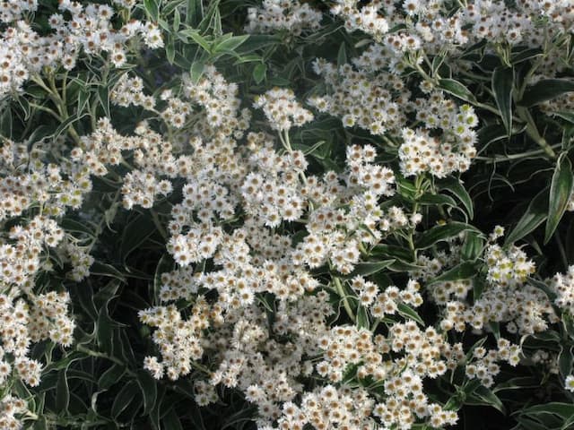 Pearly everlasting