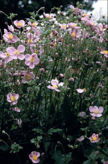 Japanese anemone 'September Charm'