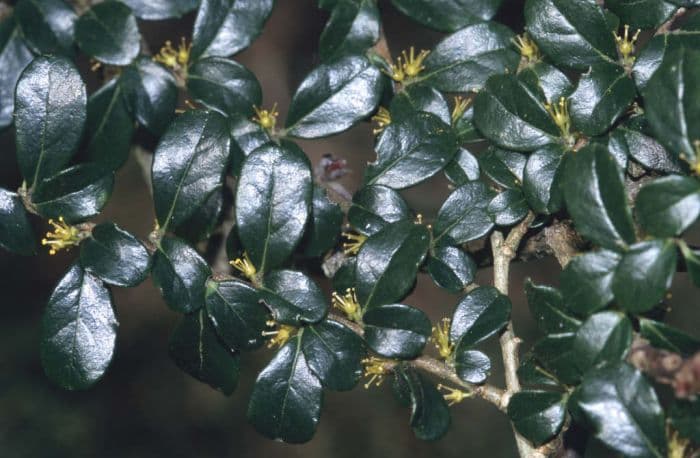 box-leaf azara