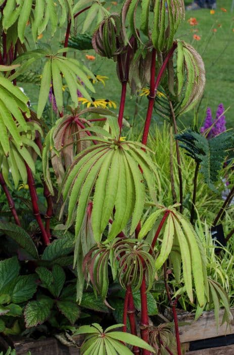 palm leaf begonia