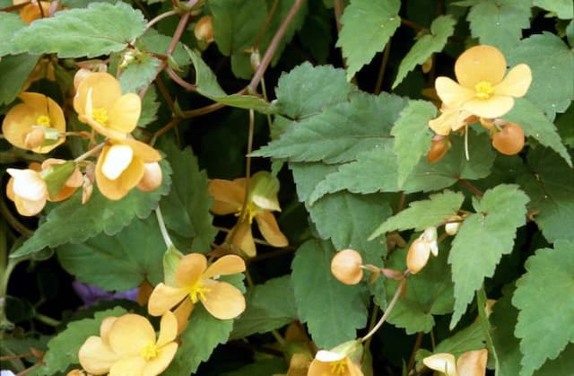 Sutherland begonia