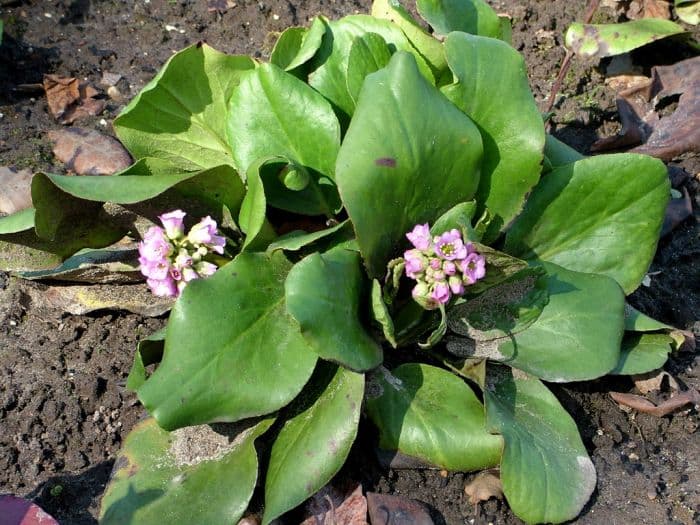 fringed elephant's ears