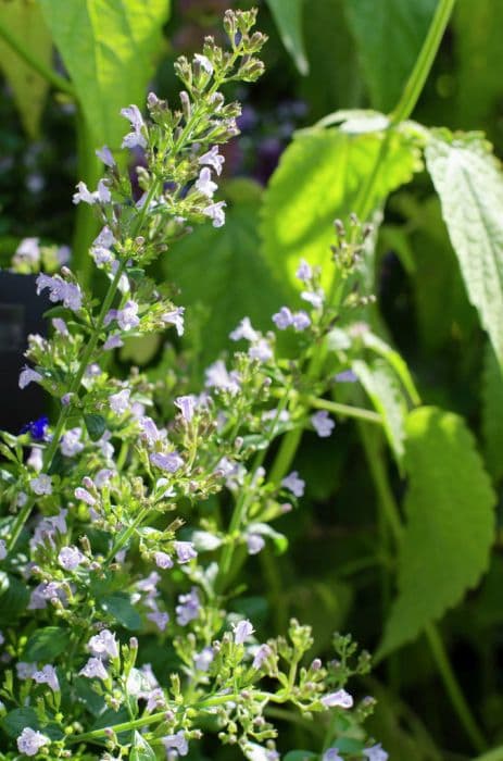 lesser calamint