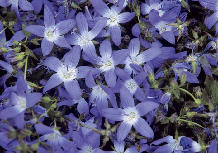 trailing bellflower