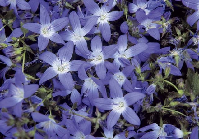 Trailing bellflower