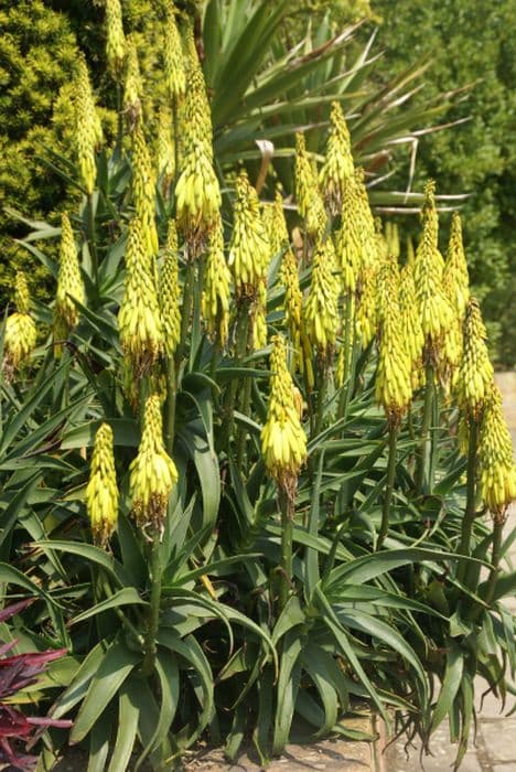 striped-stemmed aloe