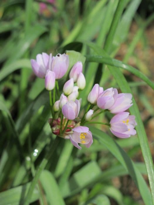 rosy-flowered garlic