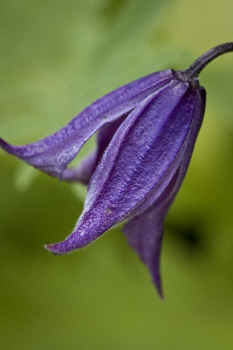 solitary clematis