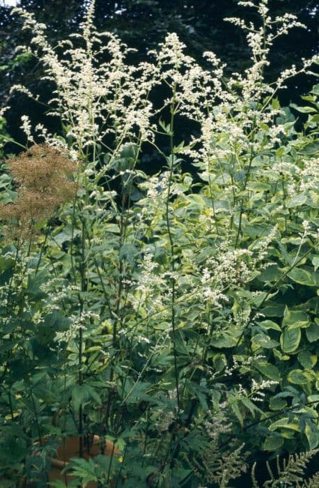 white mugwort