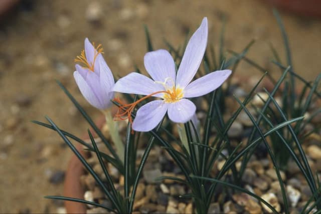 Tournefort crocus