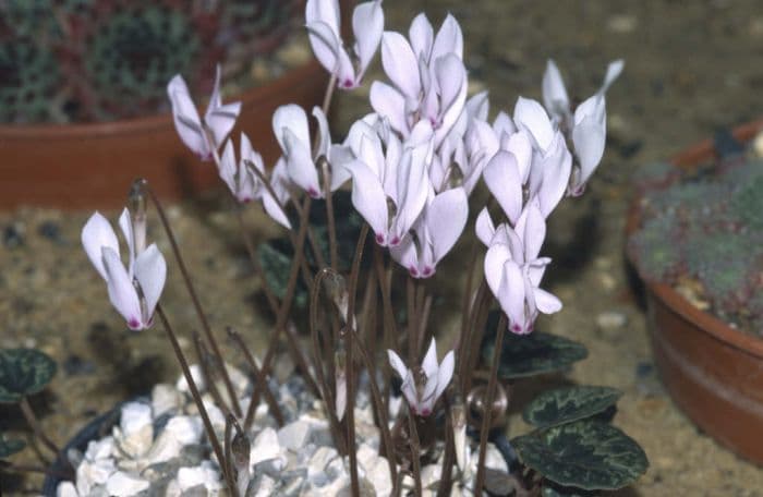 Cilician cyclamen