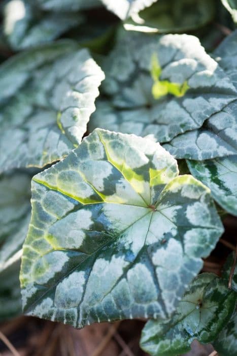 ivy-leaved cyclamen