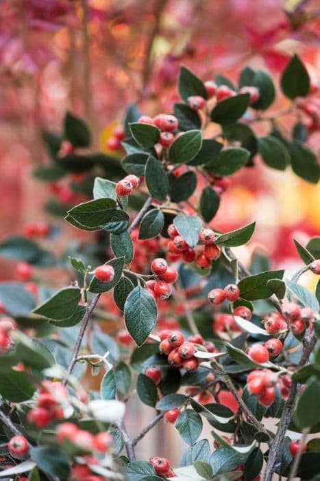 Franchet's cotoneaster