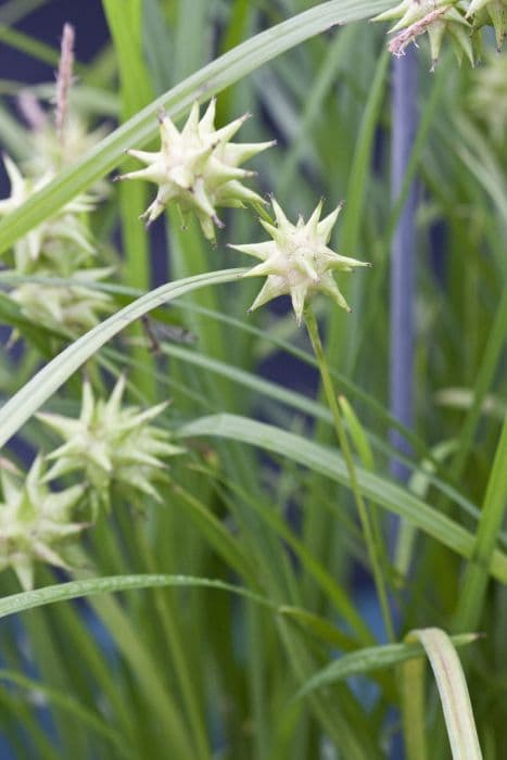 mace sedge