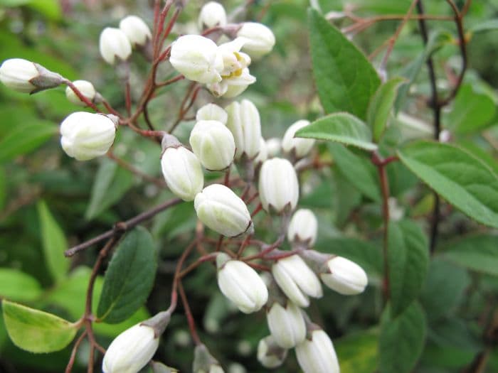 Monbeig's deutzia