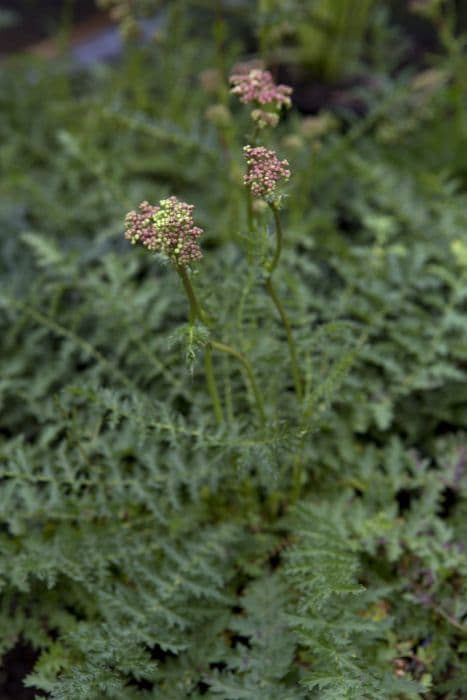 dropwort