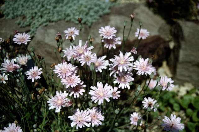 Pink dandelion