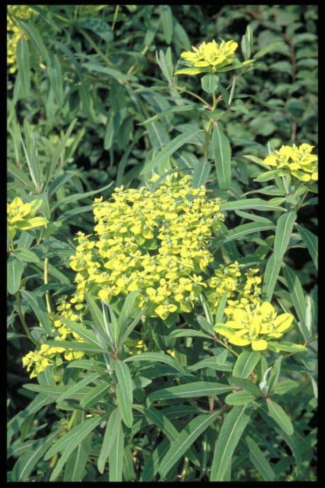 Sikkim spurge