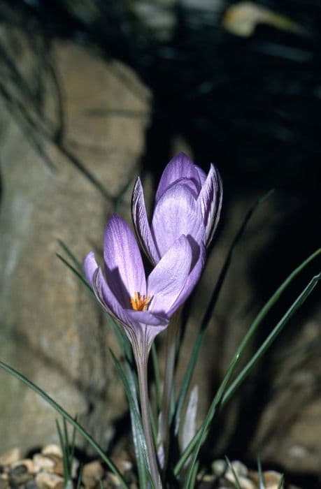 Corsican crocus