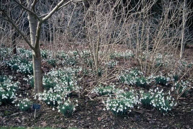 Greater snowdrop