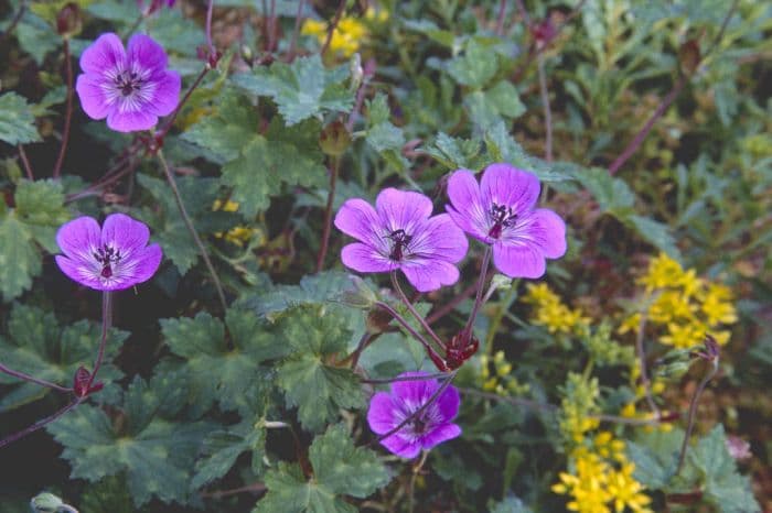 mallow-flowered cranesbill