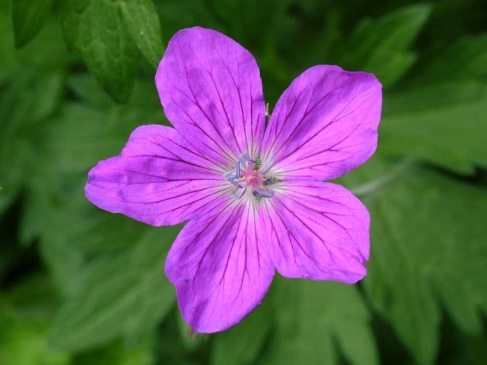 marsh cranesbill