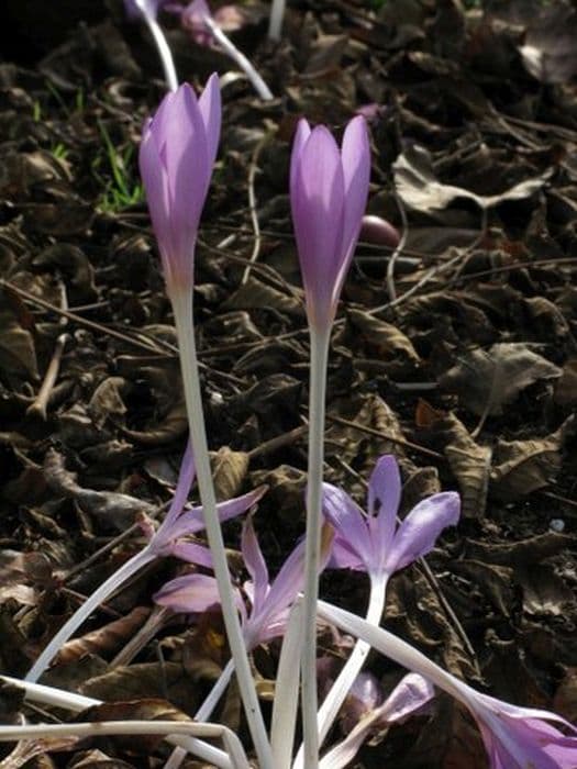 Byzantine meadow saffron