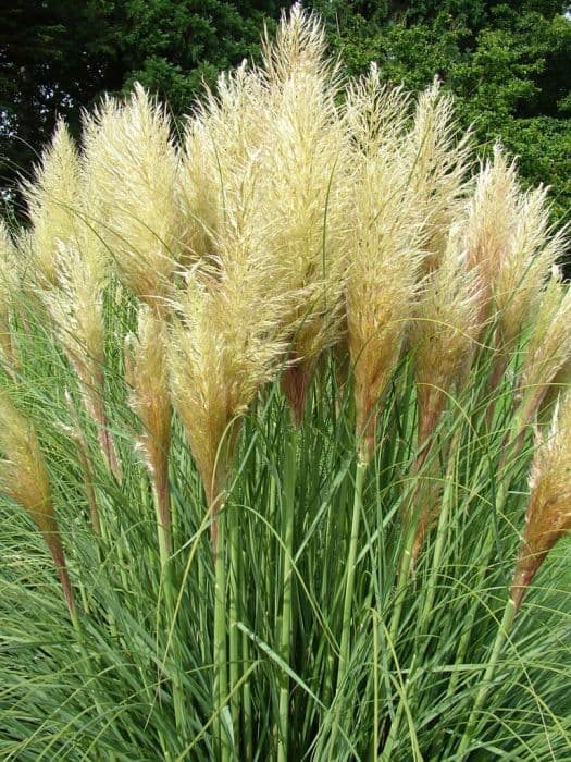 pampas grass 'Pumila'