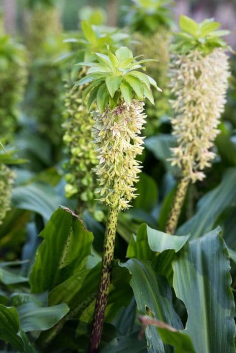 Two-coloured pineapple lily