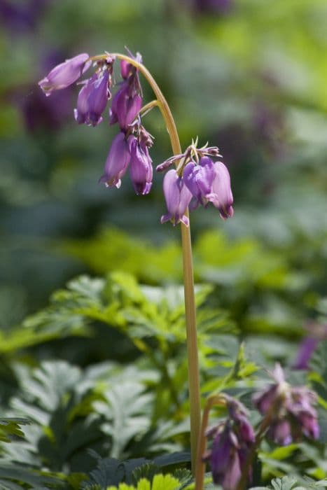 common bleeding heart