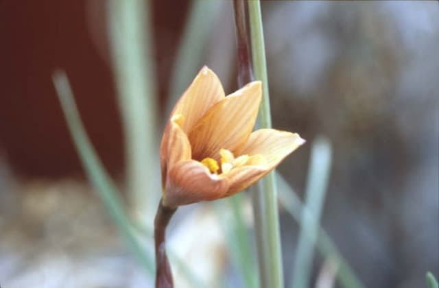 Barbados snowdrop