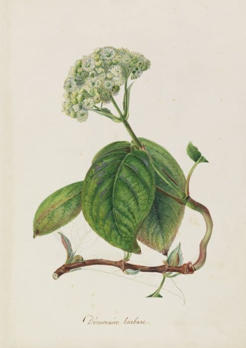 Serrate-leaved hydrangea