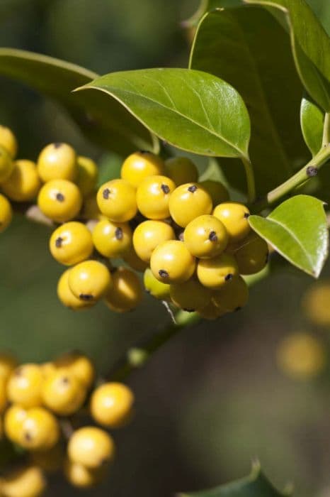 Yellow-fruited holly