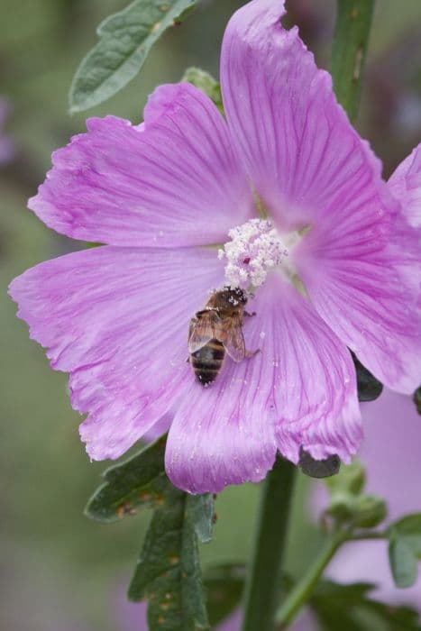 greater musk mallow