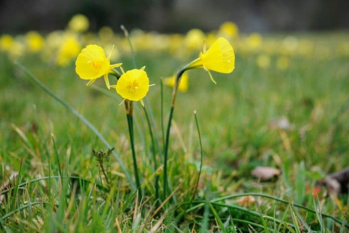 hoop petticoat daffodil