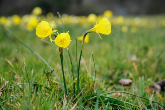 Hoop petticoat daffodil