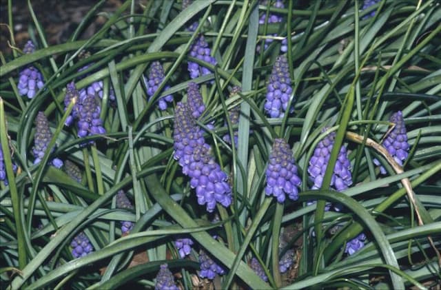 Armenian grape hyacinth