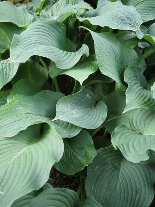 Siebold's plantain lily