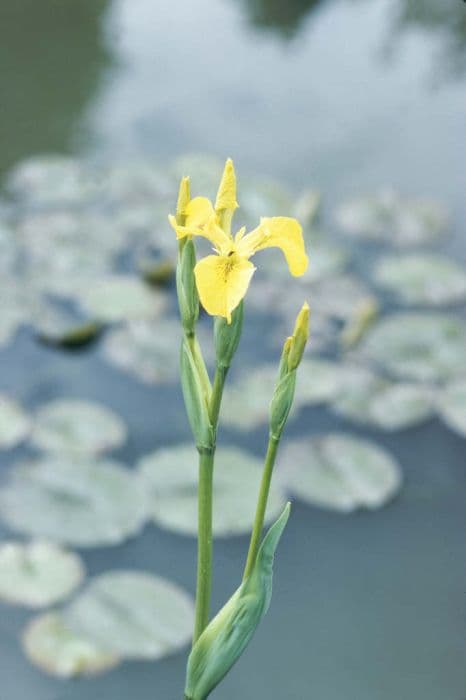 yellow iris