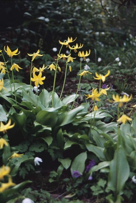 Tuolumne dog's tooth violet