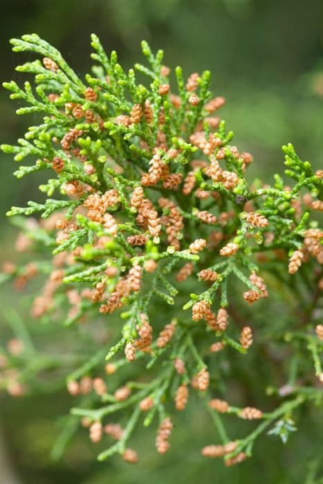 Chinese juniper