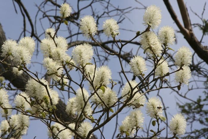 mountain witch alder