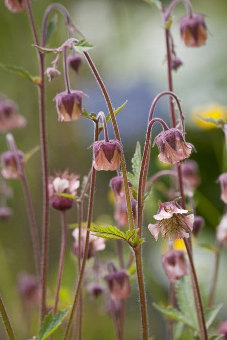 water avens