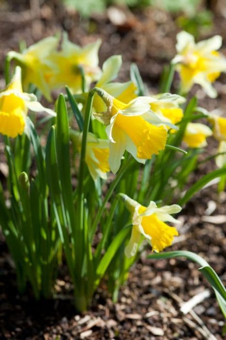 wild daffodil