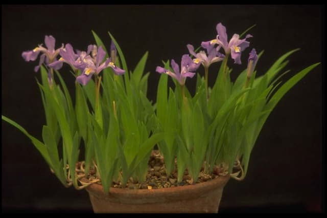 Dwarf crested iris