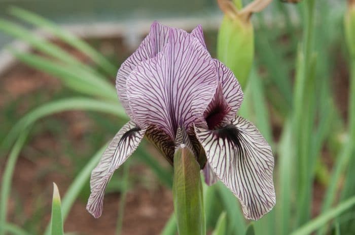 Korolkov iris