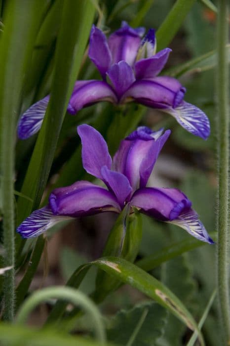 Grass-leaved iris